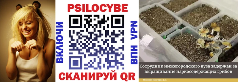где найти   Пучеж  Галлюциногенные грибы прущие грибы 